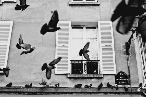 Pigeons-attack-window-ledges_zpsd20c6774