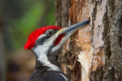 woodpecker deterrents, Stop pest woodpeckers with woodpecker deterrents
