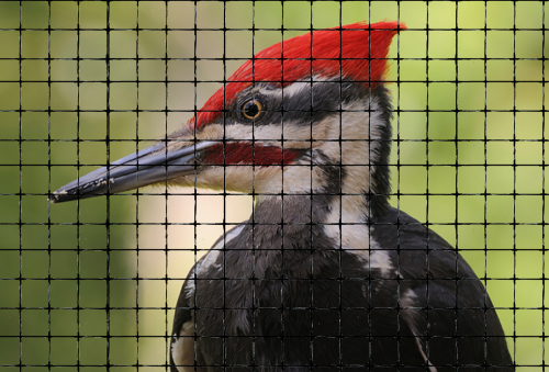 Woodpecker Netting, Keep woodpeckers away with woodpecker bird netting