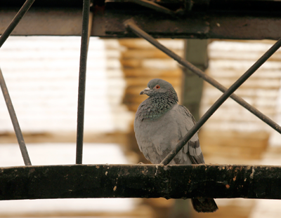 Pigeon Control, Get rid of pigeons with pigeon control products.