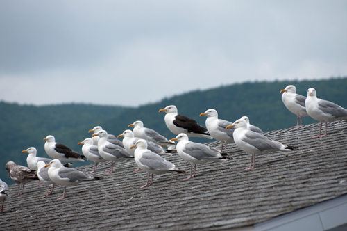 Bird Proof your Roof, Get rid of birds from your roof with bird proof products.