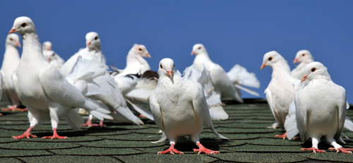 Get rid of Pigeons, Get rid of pigeons with pigeon control products that work.