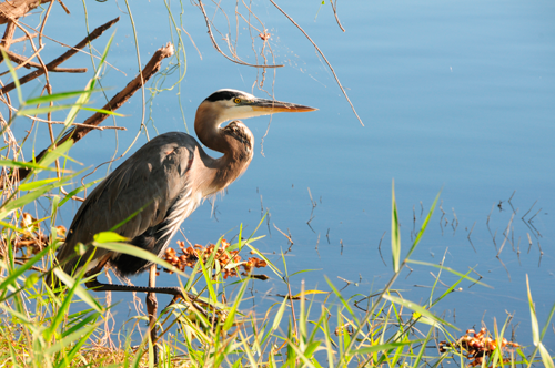 Blue Heron, Get rid of blue heron with bird control products.