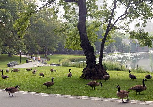  photo central-park-geese_zpse8c21aa6jpg
