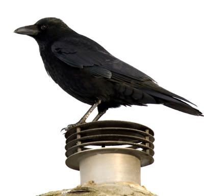 crow bird control, get rid of crows