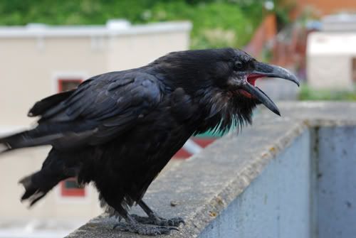 crow bird deterrents, get rid of birds with bird control products