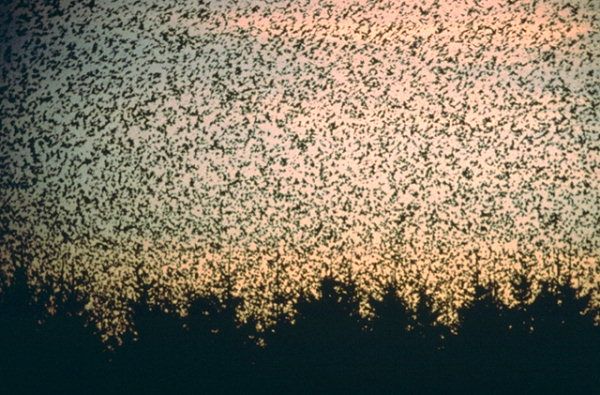  photo european-starlings_zps225c8e63jpg