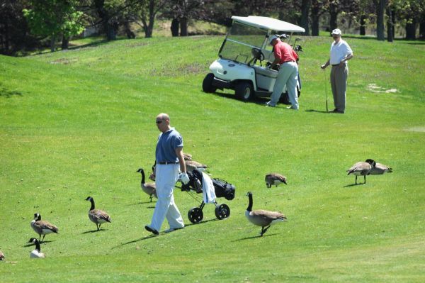 goose control
