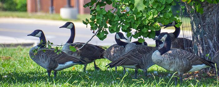 goose control