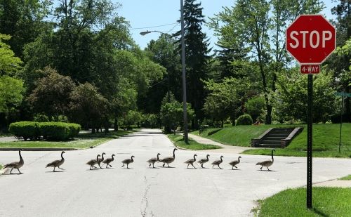  photo geese-on-parade_zps47fe129fjpg