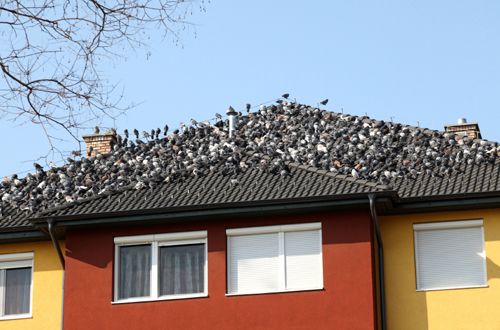  photo get-rid-of-birds-from-roofs.jpg