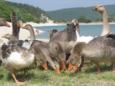 Keep Geese away from your Lawn