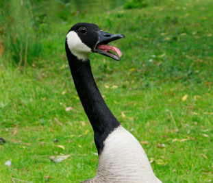 Get rid of geese, get rid of geese with goose control products and repellents