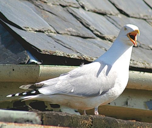  photo gull-attack_zpsbc7e53f9jpg