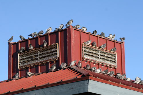 Get rid of Pigeons, Get rid of pigeons with pigeon control products.