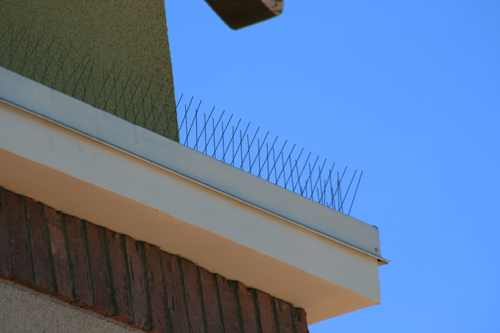 stainless-steel-bird-spikes.png