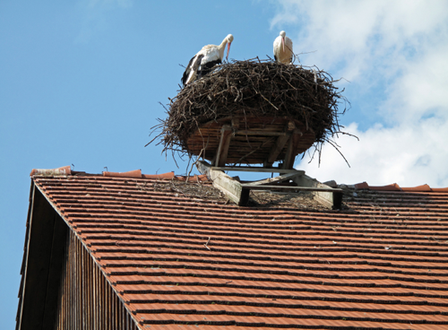 get rid of birds with bird control products