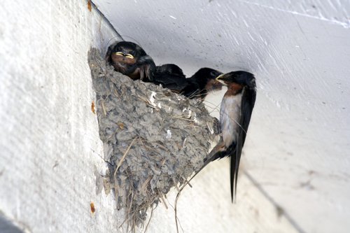 Get rid of swallows with swallow bird control products