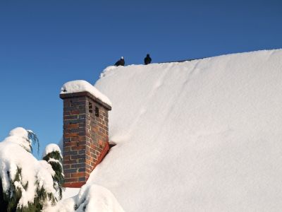 Bird proof for winter