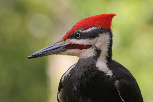 woodpecker deterrent, keep woodpeckers from your home with woodpecker deterrents
