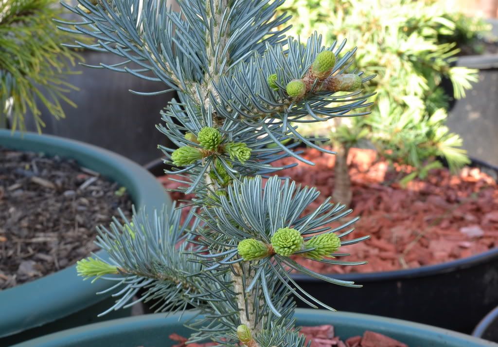 Abies lasiocarpa 'Glauca Compacta'