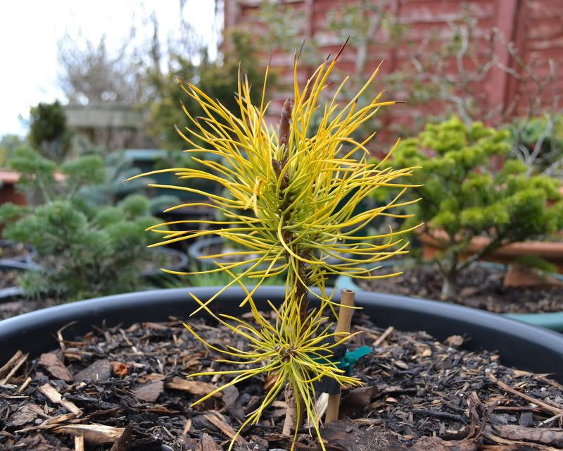 Pinus contorta var. latifolia 'Chief Joseph'