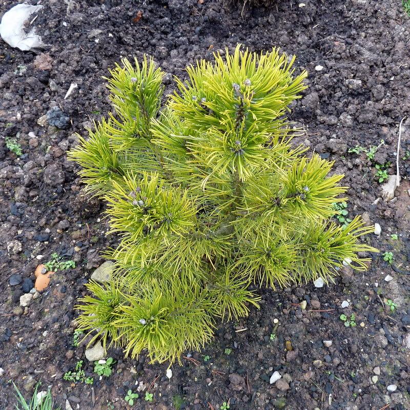 Pinus mugo 'Wintergold'