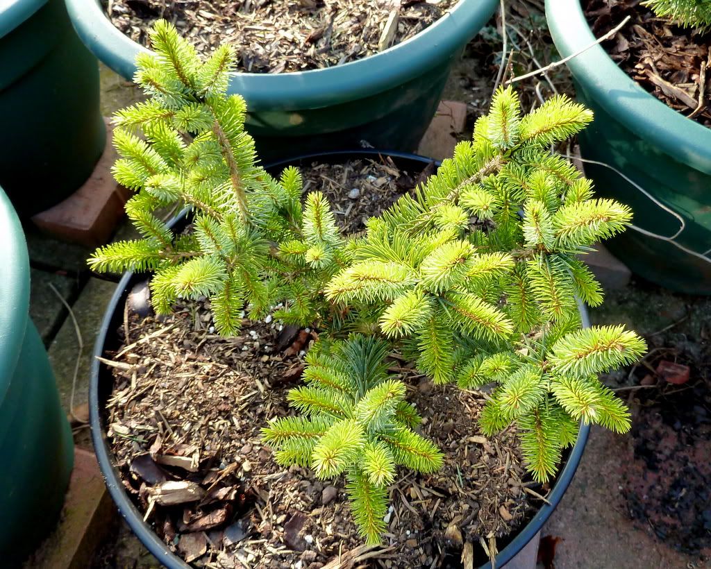 Picea pungens 'Millcreek Broom' March 2012
