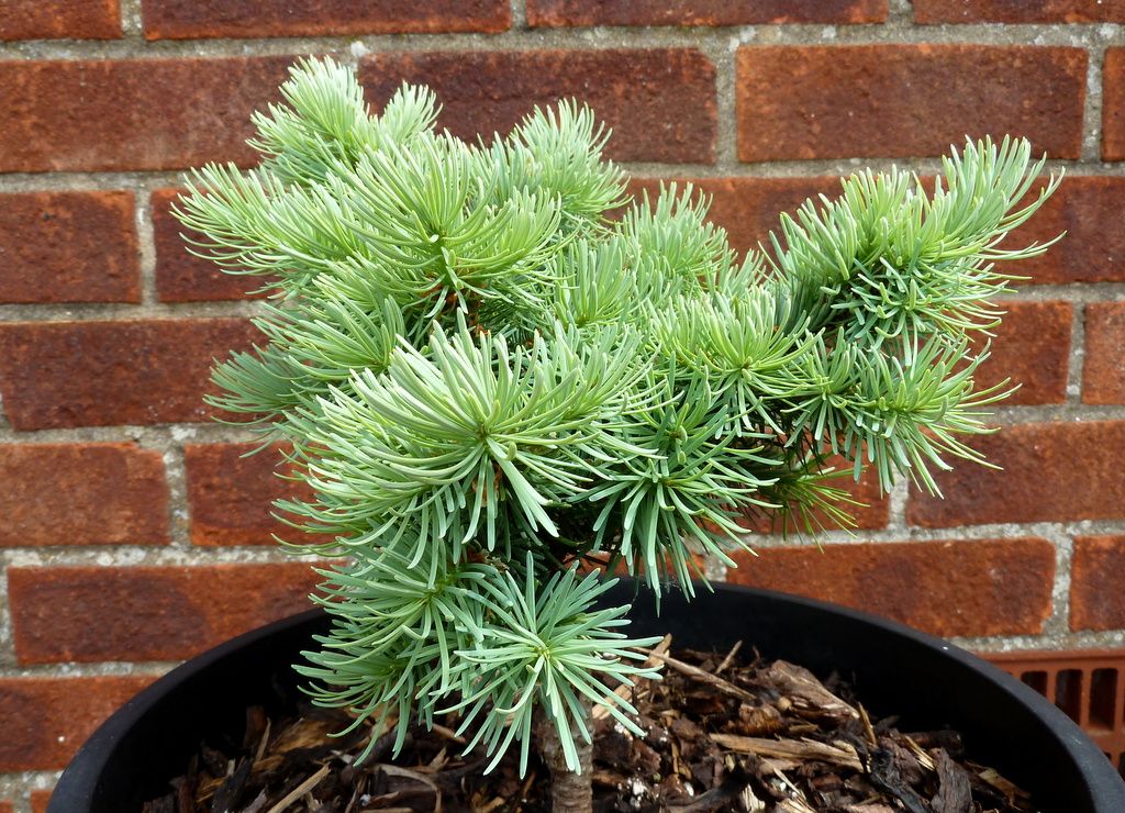 Pseudotsuga menziesii 'Bila Lhota'