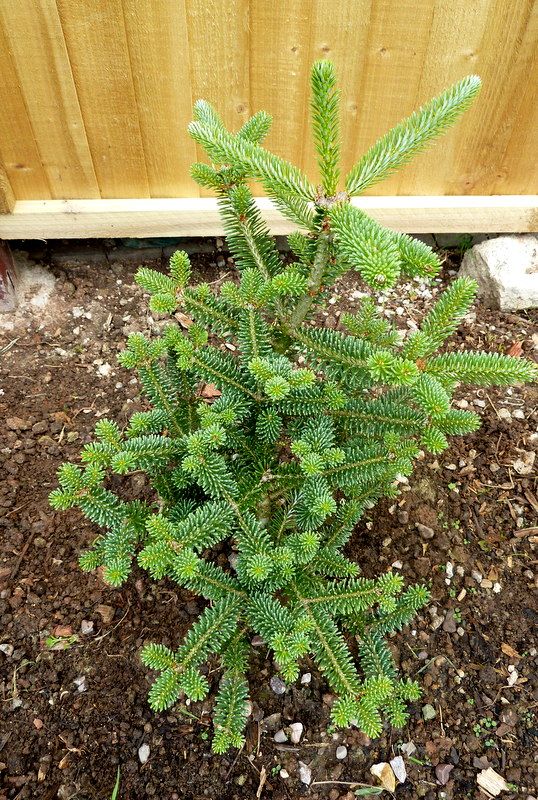 Abies koreana 'Silver And Blue'