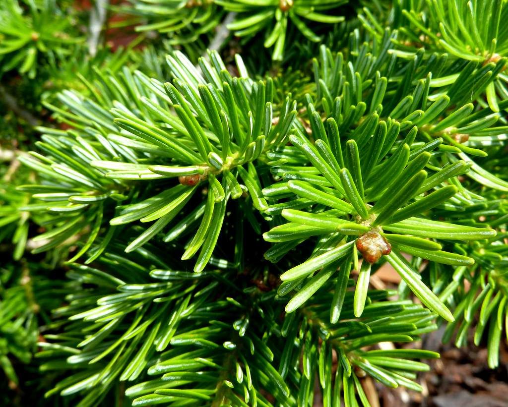 Abies balsamea 'Bear Swamp' (?)
