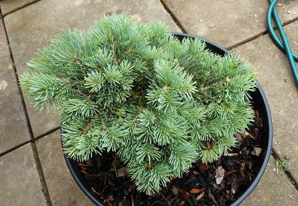 Abies concolor 'Piggelmee'