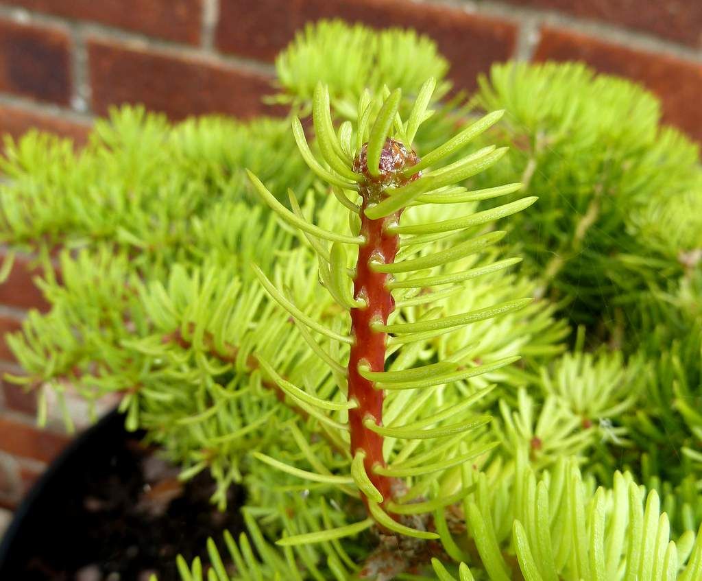 Abies concolor 'Scooter'