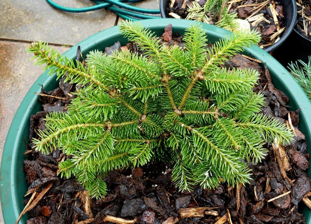 Abies balsamea 'Bear Swamp'