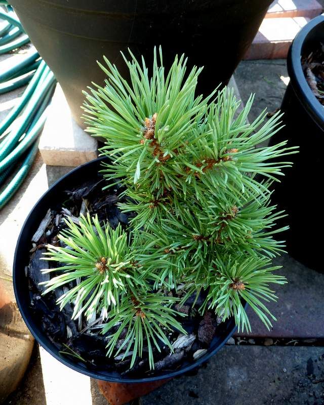 Pinus sylvestris 'Lodge Hill'