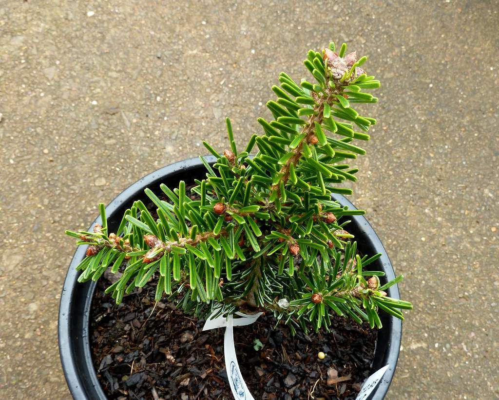 Abies balsamea 'Bear Swamp'
