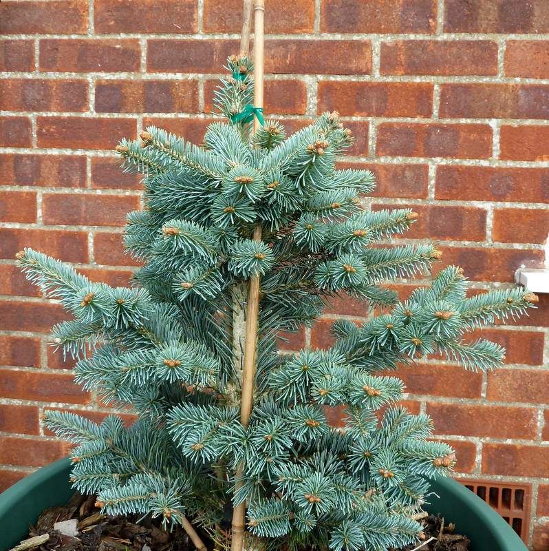 Abies lasiocarpa 'Compacta'