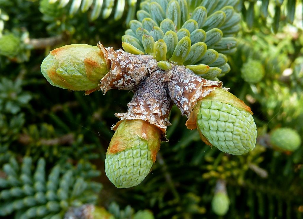 Abies pinsapo 'Marokko' New growth April 2014 photo P1140234-001.jpg