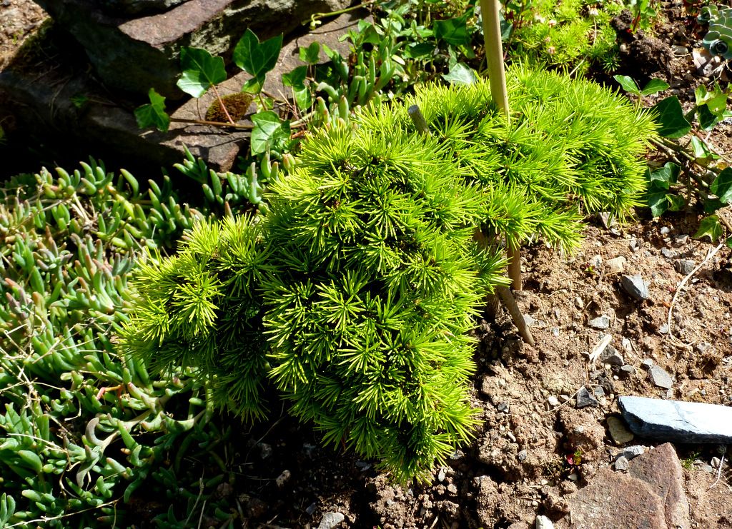 Cedrus libani 'Green Prince' May 2014 photo P1150504.jpg
