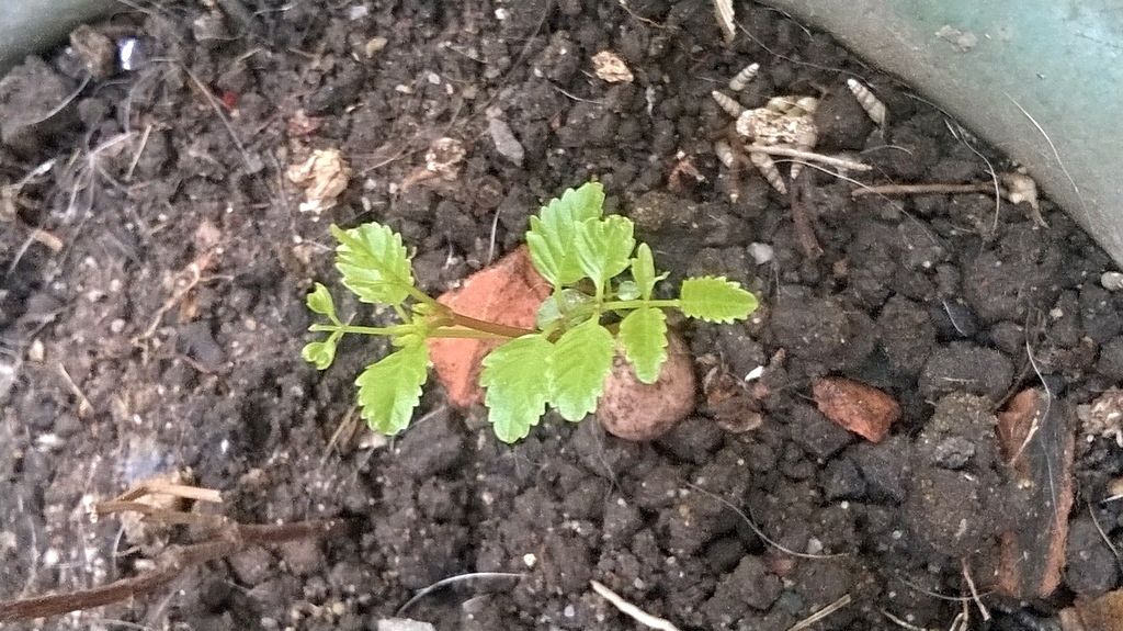 nhờ các pác tìm cái tên cho hoa này