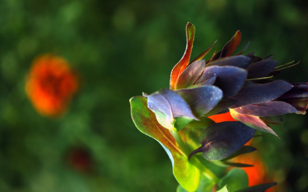 HDPackSuperiorWallpapers358_099.jpg