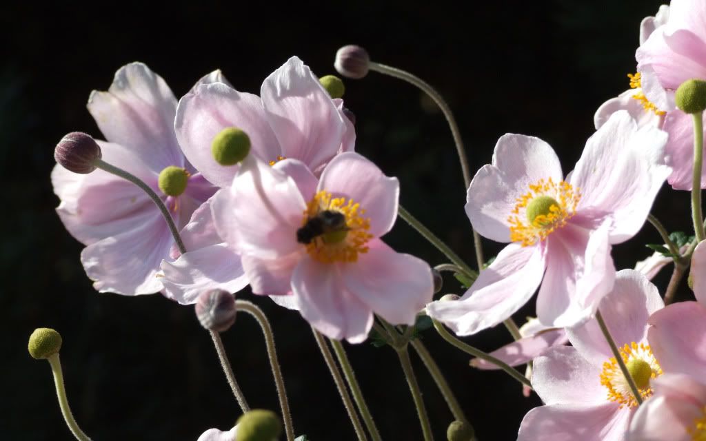 HDPackSuperiorWallpapers358_101.jpg