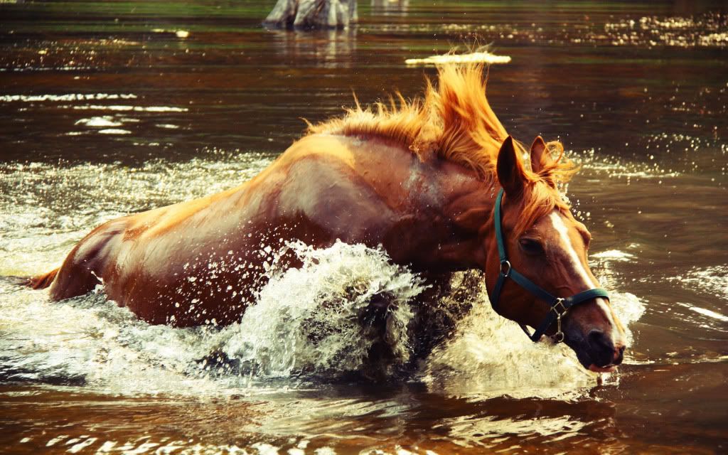 HDPackSuperiorWallpapers358_103.jpg
