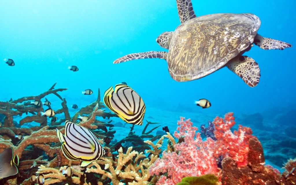 HDPackSuperiorWallpapers358_105.jpg
