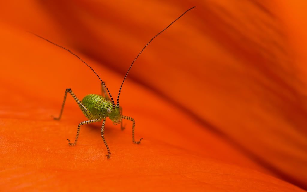 HDPackSuperiorWallpapers358_116.jpg