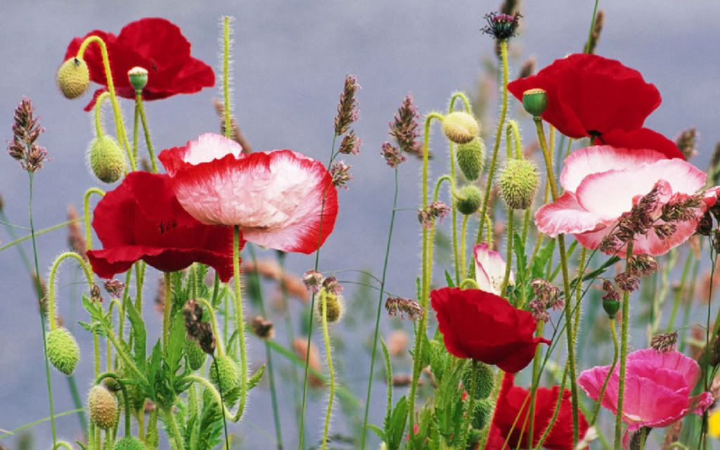 Img00886.jpg