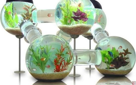 The-Labyrinth-Aquarium.jpg