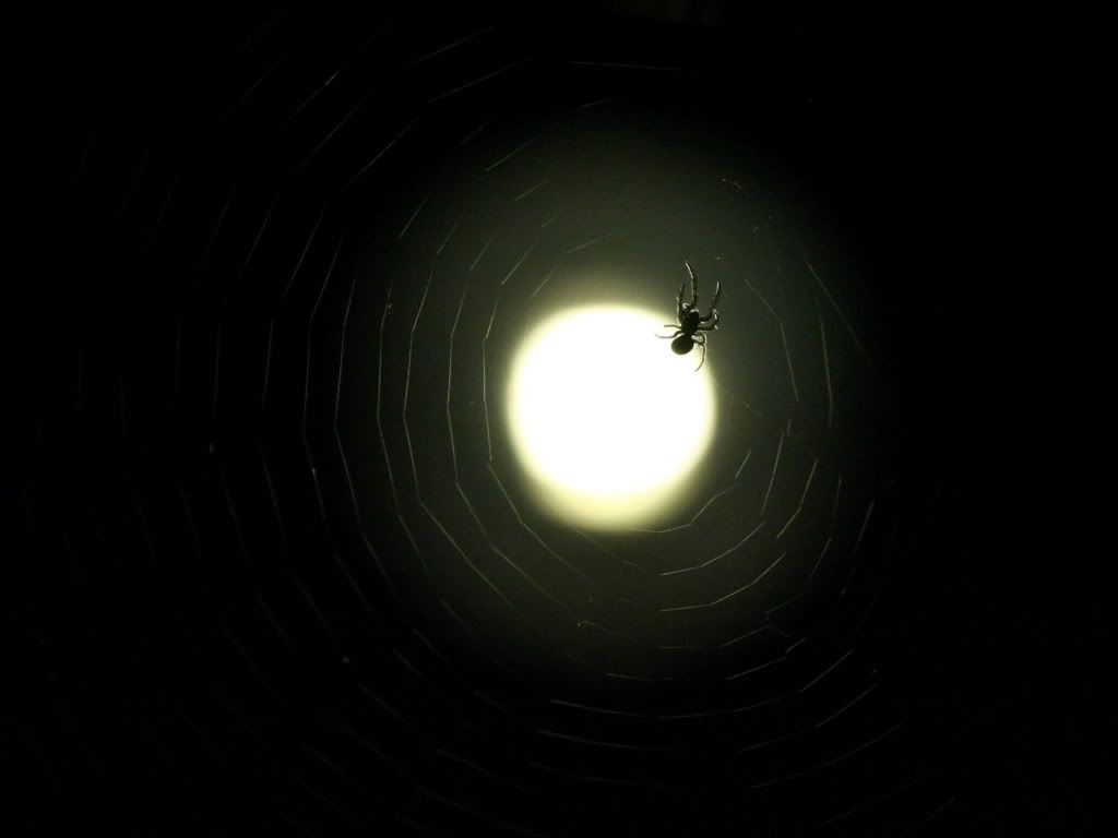 Black_BackgrondWhiteWallpapers07.jpg