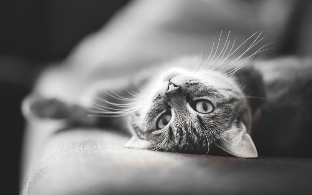 ComputerDesktopWallpapersCollection304_092.jpg
