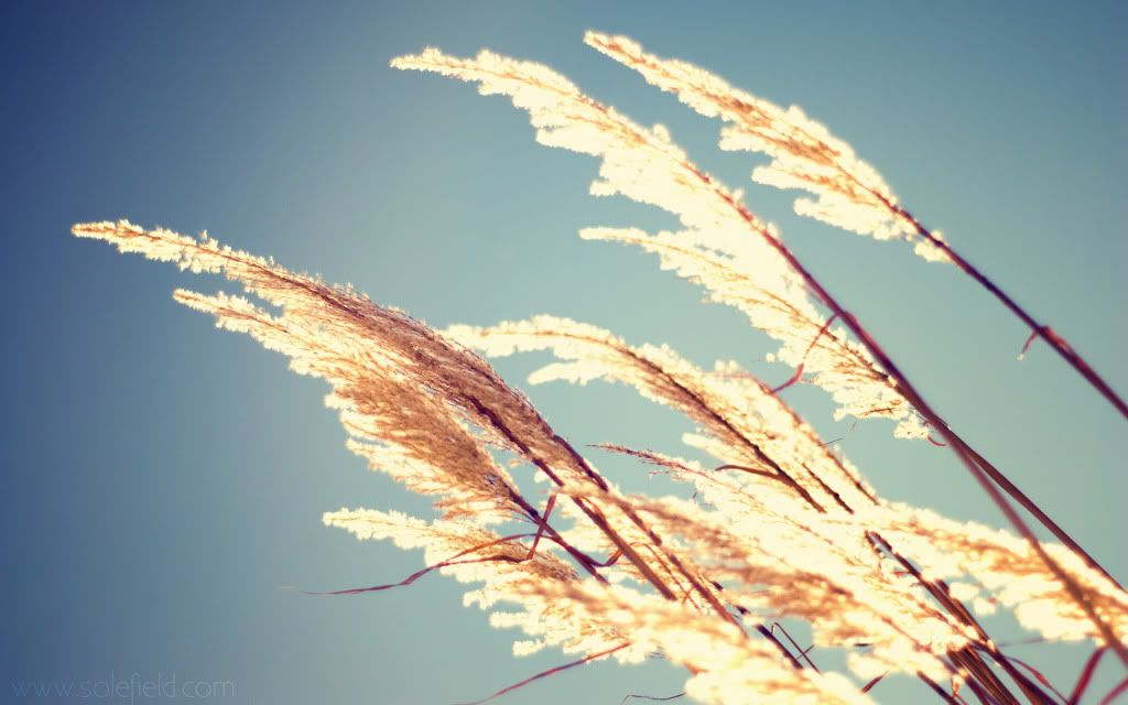 HDPackSuperiorWallpapers329_252.jpg